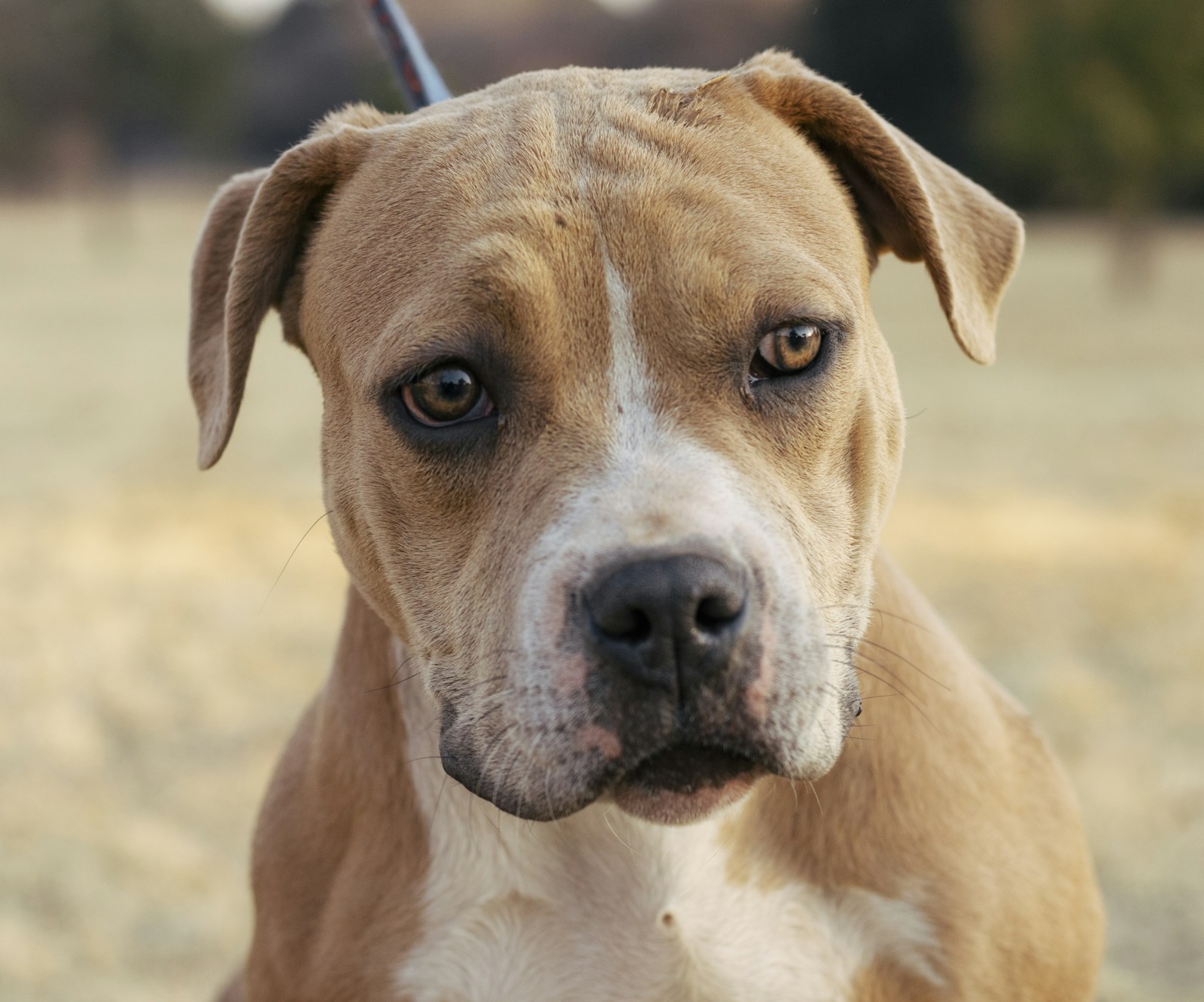 Bully at golden hour